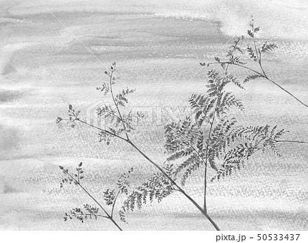 水彩 わらび  蕨 ワラビ  山菜 モノトーン 墨 50533437