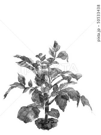 水彩 ジャガイモの葉　馬鈴薯の葉 モノトーン  墨 50533438