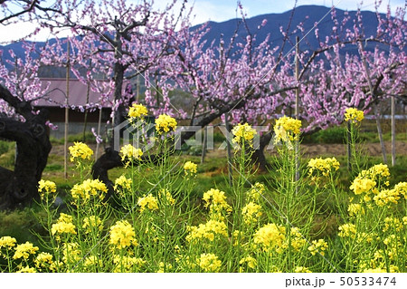 桃畑と菜の花 和歌山県紀の川市 桃畑と菜の花 和歌山県紀の川市 50533474
