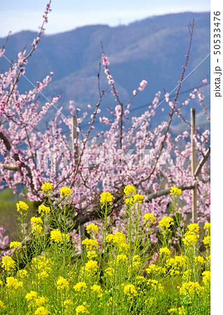 桃畑と菜の花 和歌山県紀の川市 桃畑と菜の花 和歌山県紀の川市 50533476