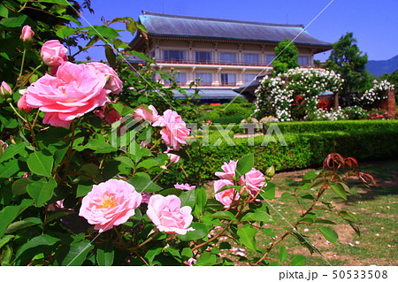 柳が崎湖畔公園（滋賀県大津市）に咲くばらの花 50533508