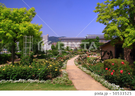 柳が崎湖畔公園（滋賀県大津市）に咲くばらの花 50533525