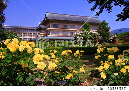 柳が崎湖畔公園（滋賀県大津市）に咲くばらの花＜ゴールデンボーダー＞ 50533527