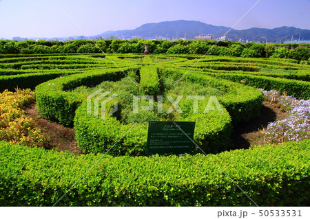 柳が崎湖畔公園（滋賀県大津市）ノットガーデン 50533531