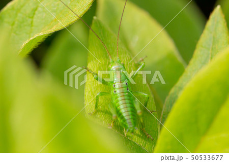 椿の葉の上のキリギリス 50533677