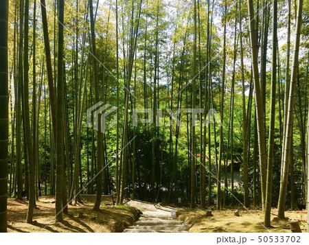 竹林 竹林 50533702