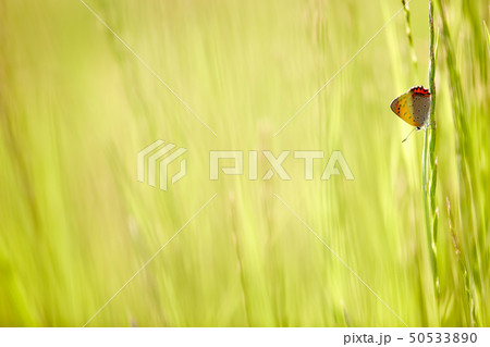 草にとまるベニシジミチョウ 50533890