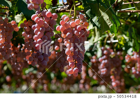 山梨県甲州市　勝沼　ぶどう　（10月） 50534418
