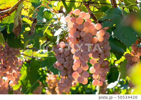 山梨県甲州市　勝沼　ぶどう　（10月） 50534420