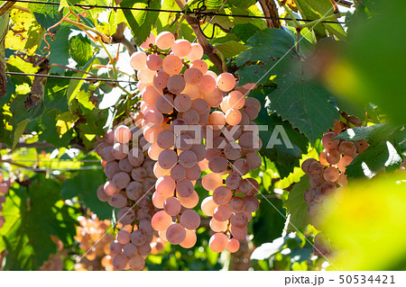 山梨県甲州市　勝沼　ぶどう　（10月） 50534421