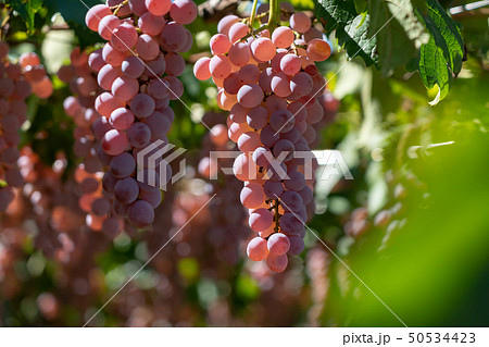 山梨県甲州市 勝沼 ぶどう (10月) 山梨県甲州市 勝沼 ぶどう (10月) 50534423
