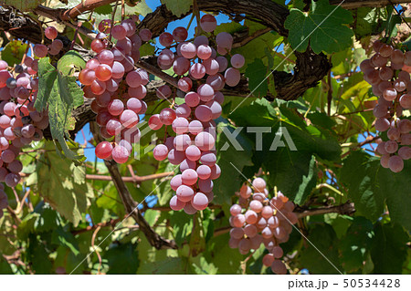 山梨県甲州市 勝沼 ぶどう (10月) 山梨県甲州市 勝沼 ぶどう (10月) 50534428