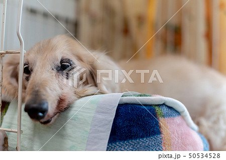 シニアダックス 50534528