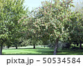 Wild apple tree full of ripe fruits in an orchard 50534584