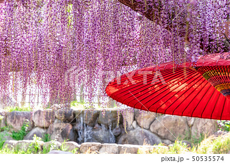 藤の花と和傘 藤の花と和傘 50535574