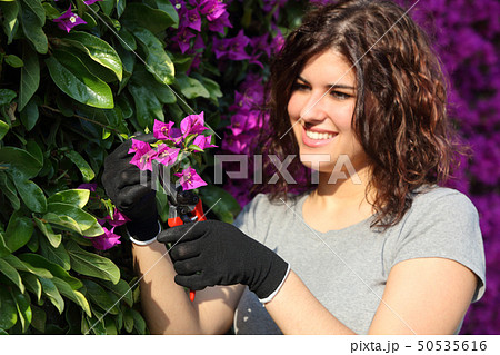 Gardener woman cutting a pink flower with 50535616