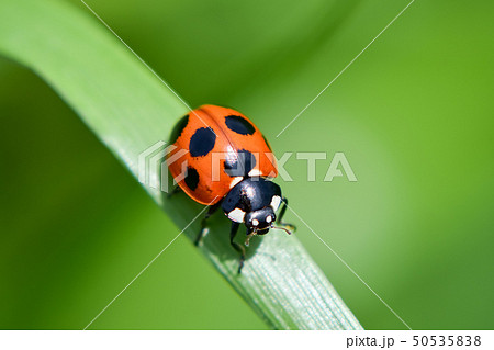 ナナホシテントウ 50535838