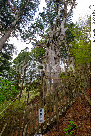 玉置神社 神代杉 玉置神社 神代杉 50536047