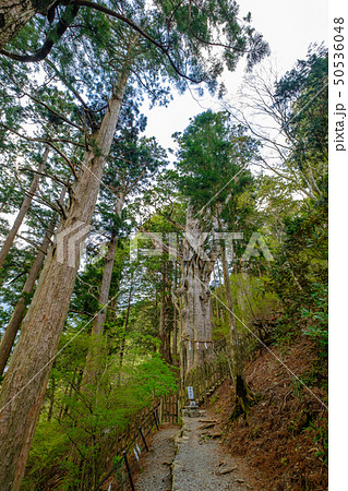 玉置神社　神代杉 50536048