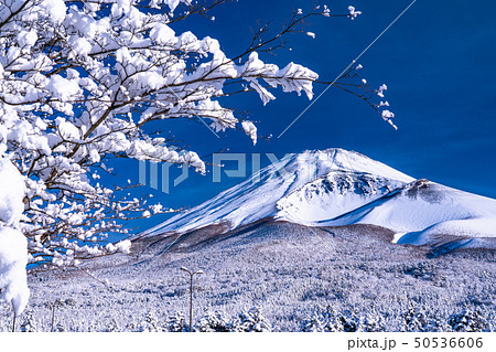 《静岡県》富士山と大雪原と樹氷 50536606