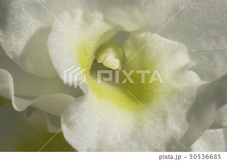 White Orchid Flower Macro 50536685