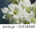 Kalanchoe White Flower against a blur blue background 50536686