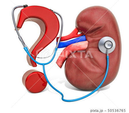Human kidney with question mark and stethoscope 50536765