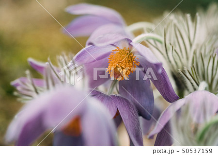 Belarus. Beautiful Wild Spring Flowers Pulsatilla Patens. Flowering Blooming Plant In Family Belarus. Beautiful Wild Spring Flowers Pulsatilla Patens. Flowering Blooming Plant In Family 50537159