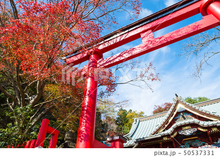 高尾山薬王院 御本社の鳥居と紅葉風景 秋 (東京都八王子市) ※2017年11月撮影 高尾山薬王院 御本社の鳥居と紅葉風景 秋 (東京都八王子市) ※2017年11月撮影 50537331