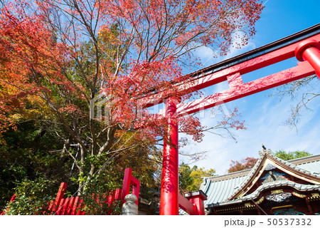 高尾山薬王院 御本社の鳥居と紅葉風景 秋 （東京都八王子市） ※2017年11月撮影 50537332