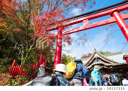 高尾山薬王院 御本社の鳥居と紅葉風景 秋 （東京都八王子市） ※2017年11月撮影 50537333