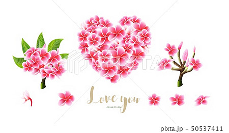 Tropical vector pink plumeria flowers, branches and leaves set for floral card 50537411