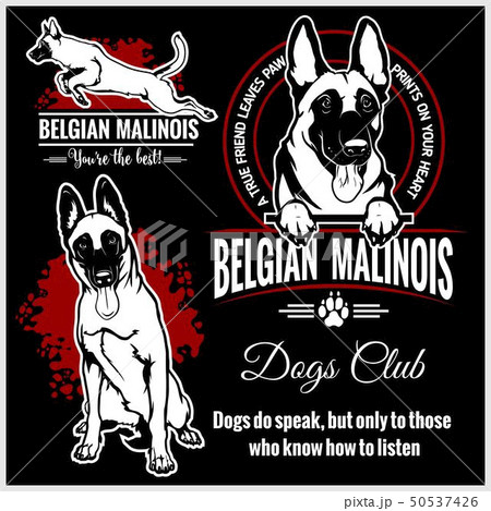 Malinois Belgian Malinois Belgian Shepherd のイラスト素材