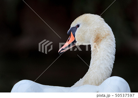 white swan 50537597