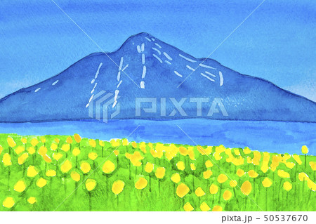 黄色い花と利尻島のイラスト素材 [50537670] - PIXTA