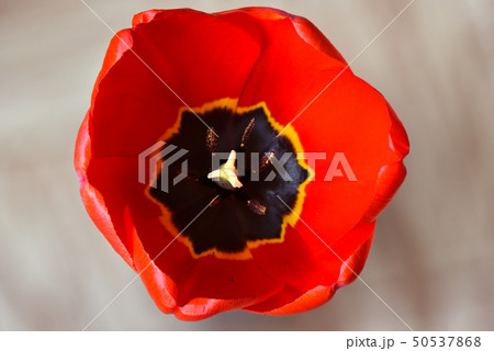 Macro shooting of blooming red tulip bud 50537868