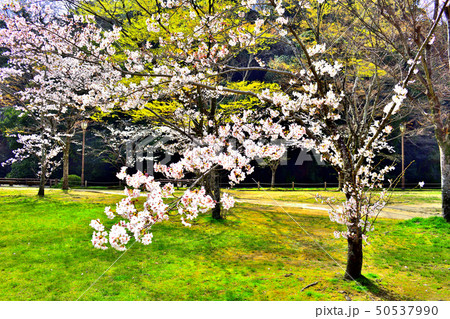 姫路さくら 50537990