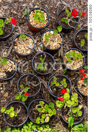 seedings of plants in pots seedings of plants in pots 50538060