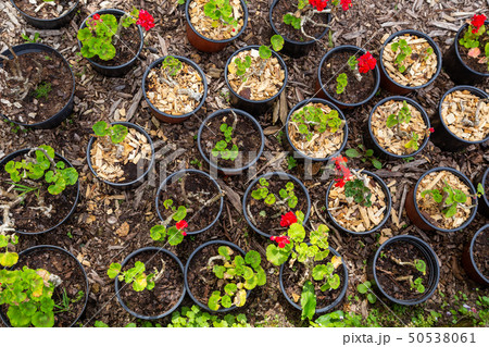 seedings of plants in pots seedings of plants in pots 50538061