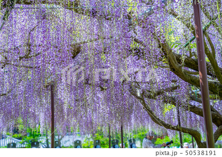 藤の名所　白毫寺 50538191