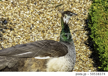 Peahen - female Indian or green peafowl Peahen - female Indian or green peafowl 50538374