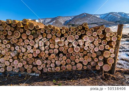 林業伐採現場の貯木場 林業伐採現場の貯木場 50538406