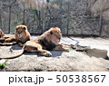 動物園のライオン、群馬サファリパーク 50538567
