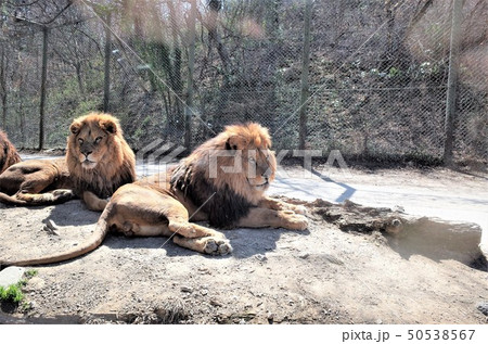 動物園のライオン、群馬サファリパーク 50538567