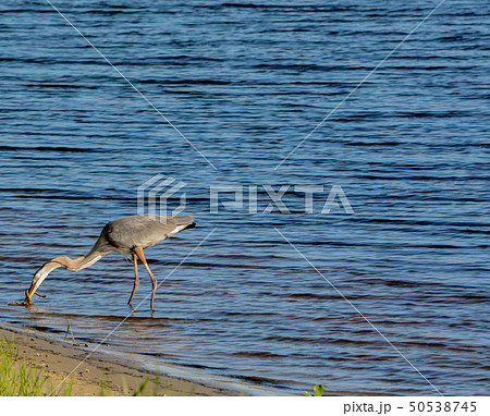Great Blue Heron killing and eating a Boa snake. Great Blue Heron killing and eating a Boa snake. 50538745