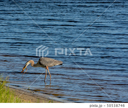 Great Blue Heron killing and eating a Boa snake. Great Blue Heron killing and eating a Boa snake. 50538746