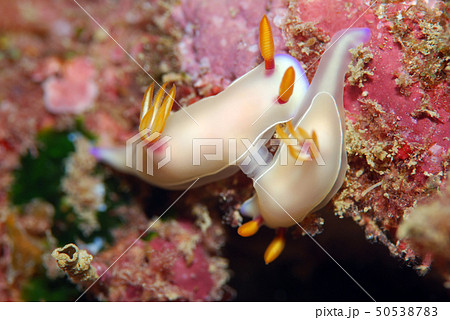 ウミウシの交接 50538783