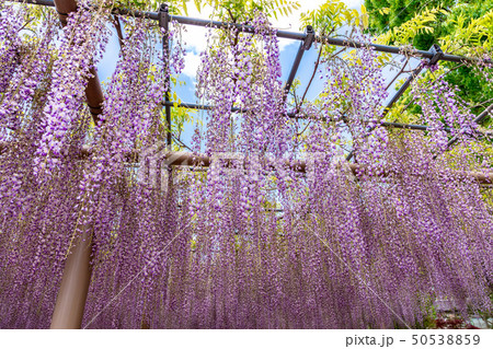 六尺藤 天王川公園 50538859