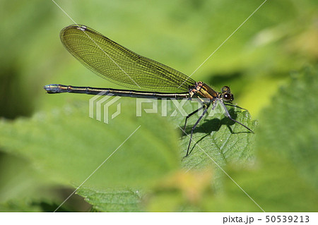 アサヒナカワトンボ 50539213