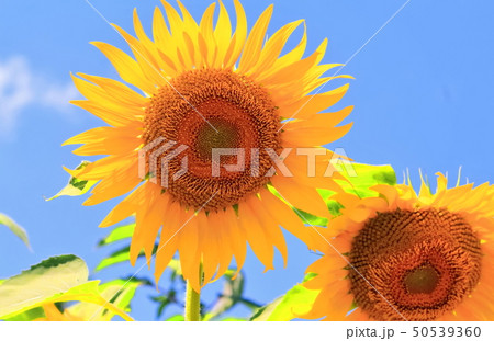 向日葵の花 50539360